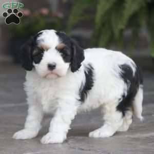 Finn, Cavapoo Puppy